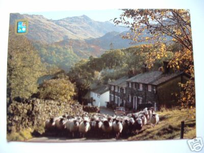 Lake District Driving Sheep Borrowdale