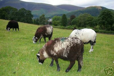 Lakeland Sheep in Uk