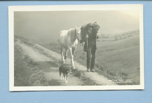 Lakeland Shepherd Sheep Horse Dog