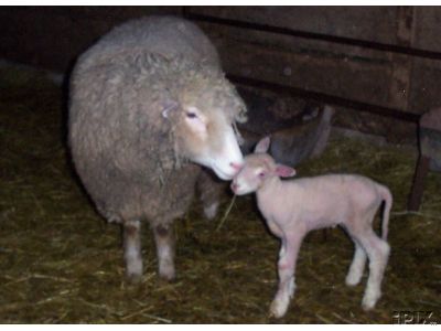 Lamb and Ewe1