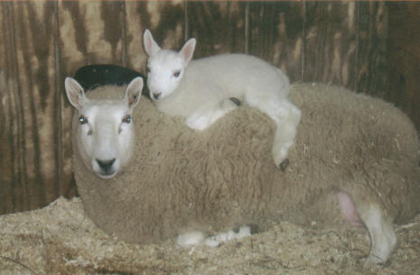Lamb Riding Ewe Sheep