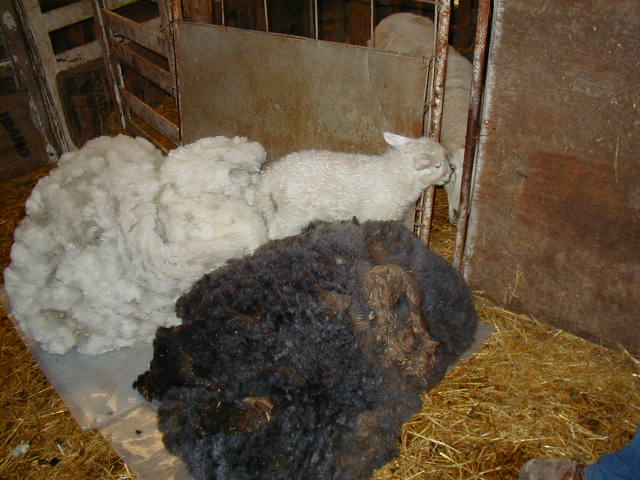 Lamb Wants Mom