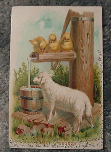 Lamb with Chicks1