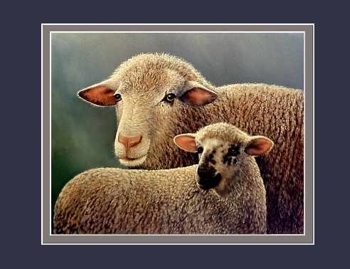 Lamb with Ewe