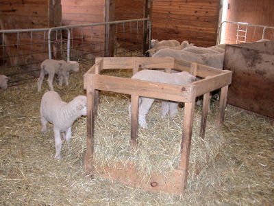 Lambs in the Hay at Cornell