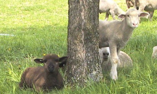 Lambs Looking