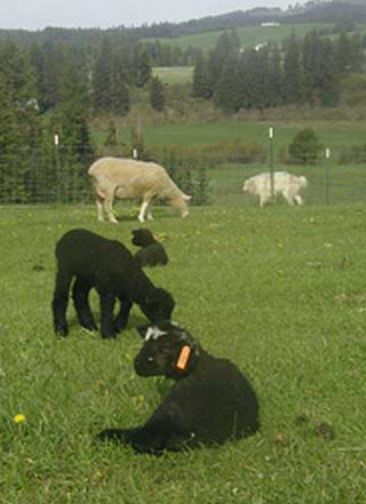 Lambs with New Eartags