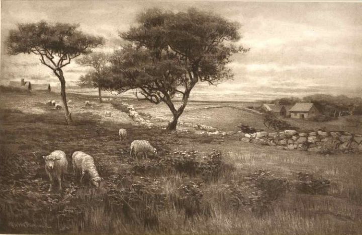 Landscape and Sheep