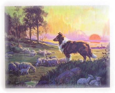 Lassie and Sheep