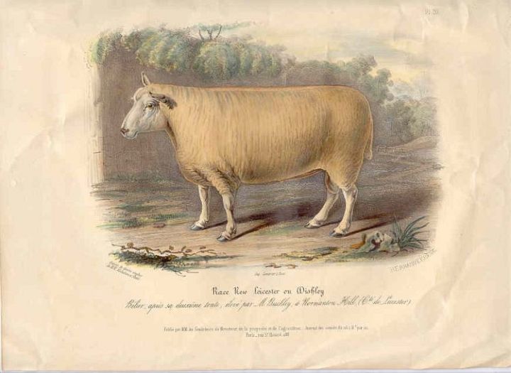 Leicester Ram1843