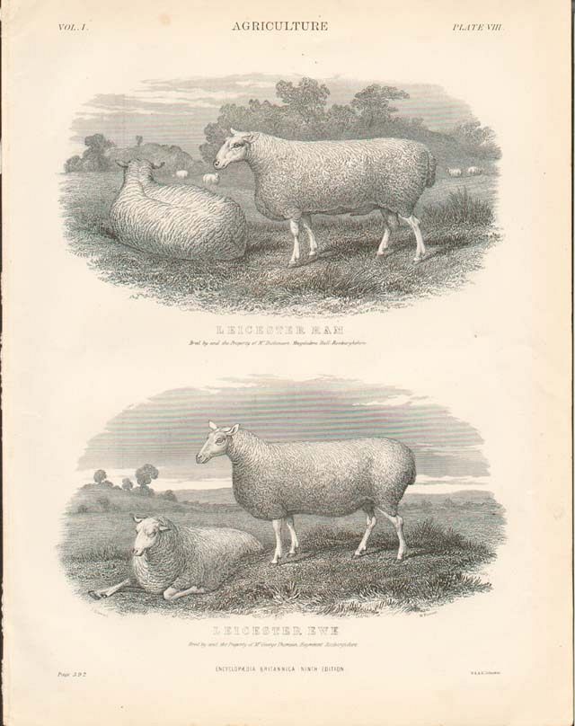 Leicester Sheep