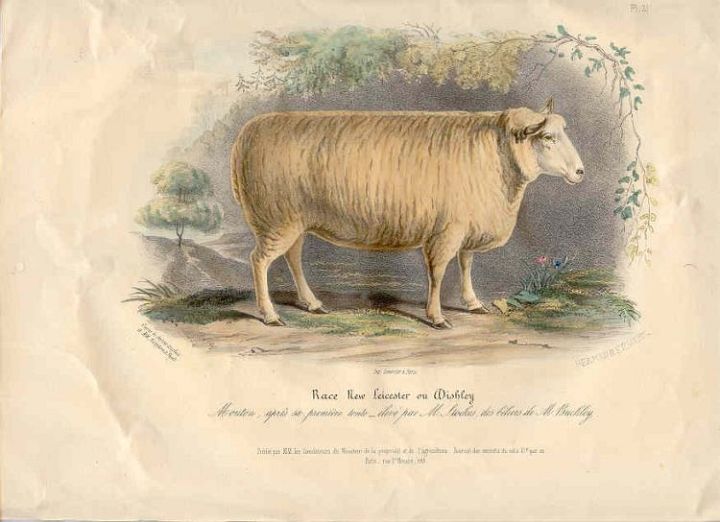 Liecester Ewe