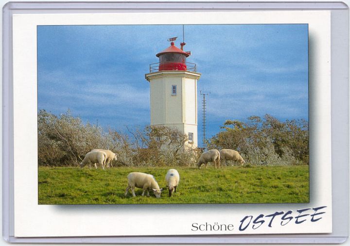 Lighthouse Sheep