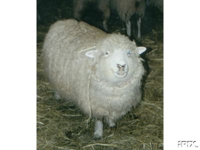 Lincoln Dorset Ewe