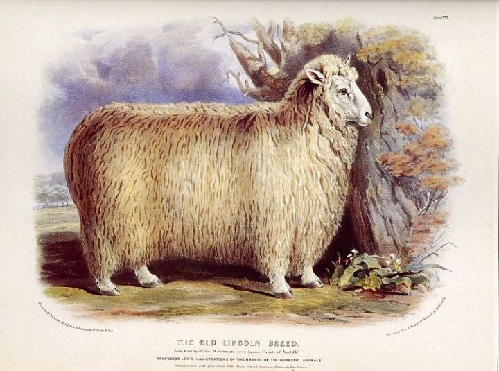 Lincoln Ewe