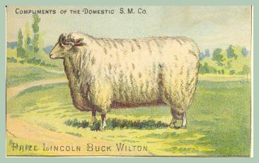 Lincoln Sheep