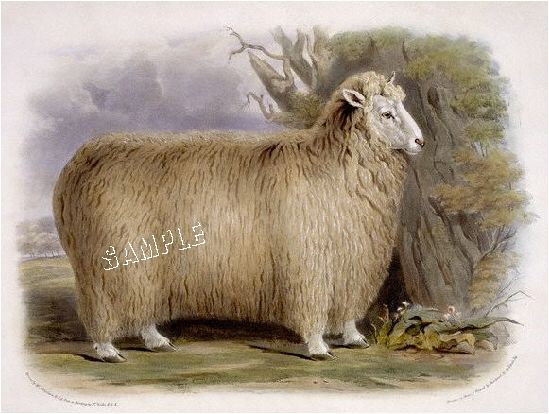 Lincoln Sheep 1