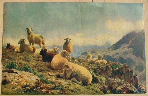 Litho Sheep Resting