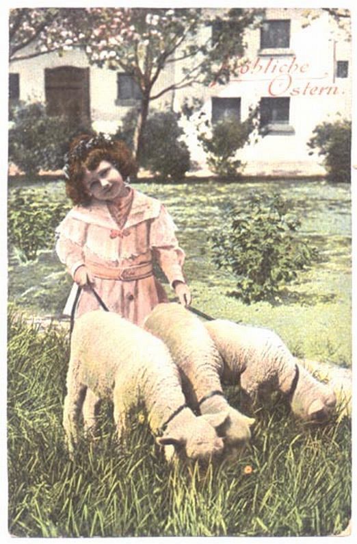 Little Girl with 3 Lambs on Leashes