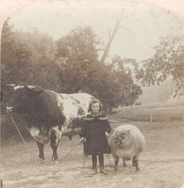 Little Girl with Bull and Ram