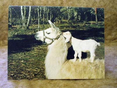 Llama and Goat