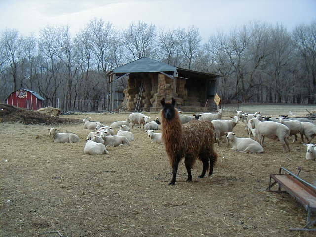 Llama Guards Ewes