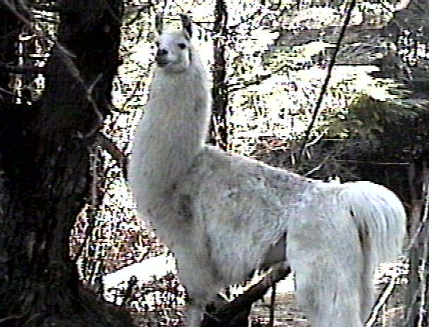 Llama Juan Carlos