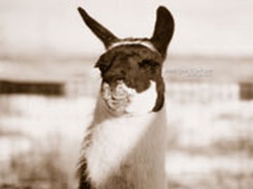 Llama Th