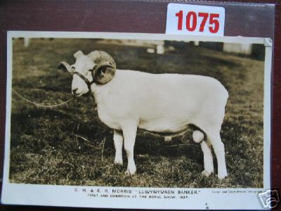 Llwynymaen Wales Morris Farm 1937 Royal Show Sheep Ram