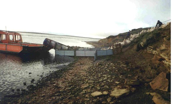 Loading Ewes on the Boat