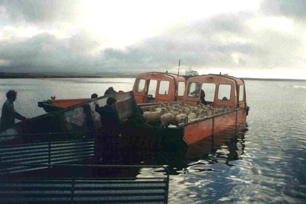 Loading Ewes on the Boat 1