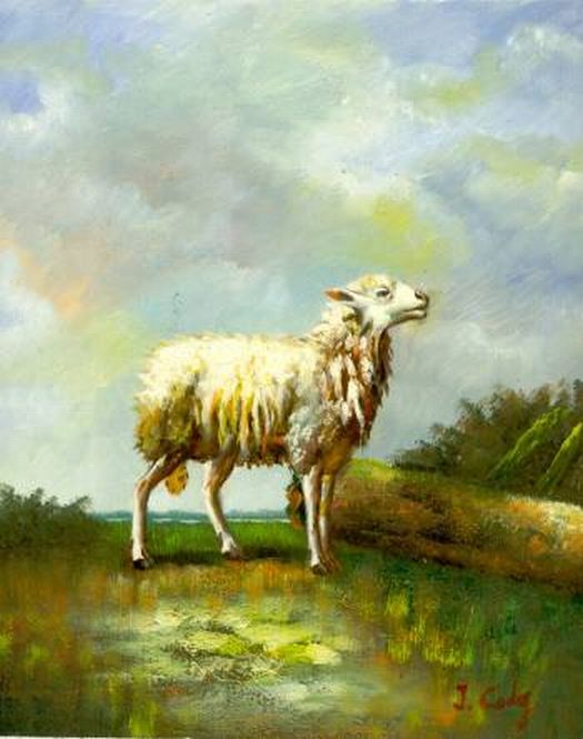Lone Sheep