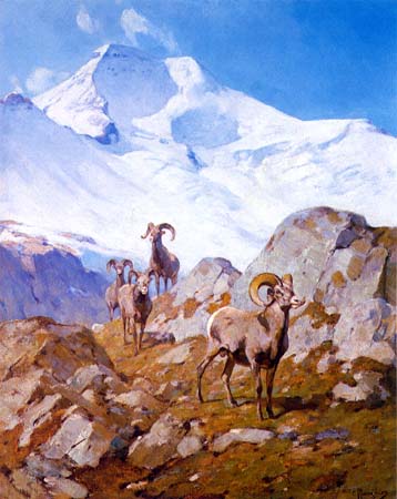 Long Horn Sheep