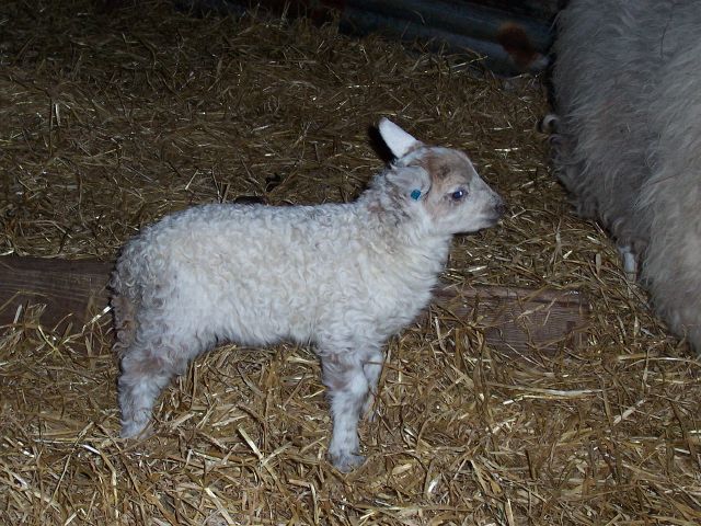 Lovely Lamb
