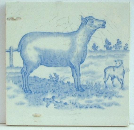 Lovely Old Sheeptile