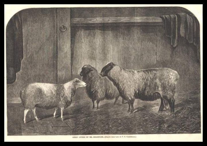 Lovely Sheep Engraving