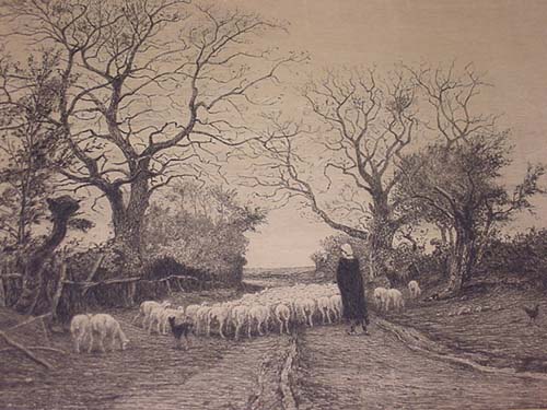 Lovely Sheep Etching