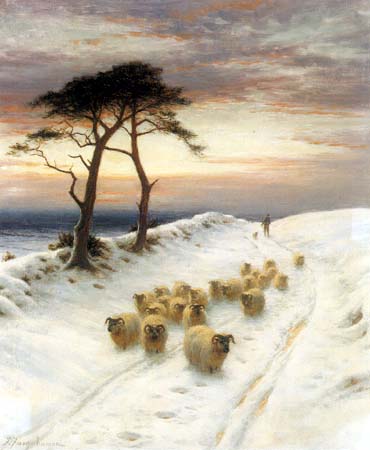 Lovely Sheep in Snow