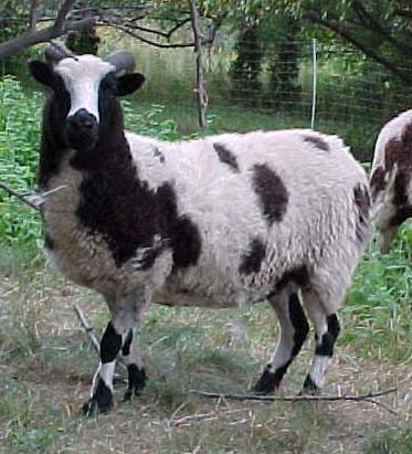 Lovely Sheep Jacob