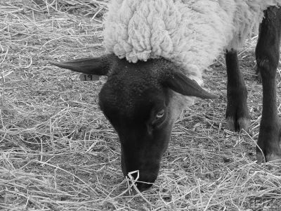 Lovely Suffolk Ewe