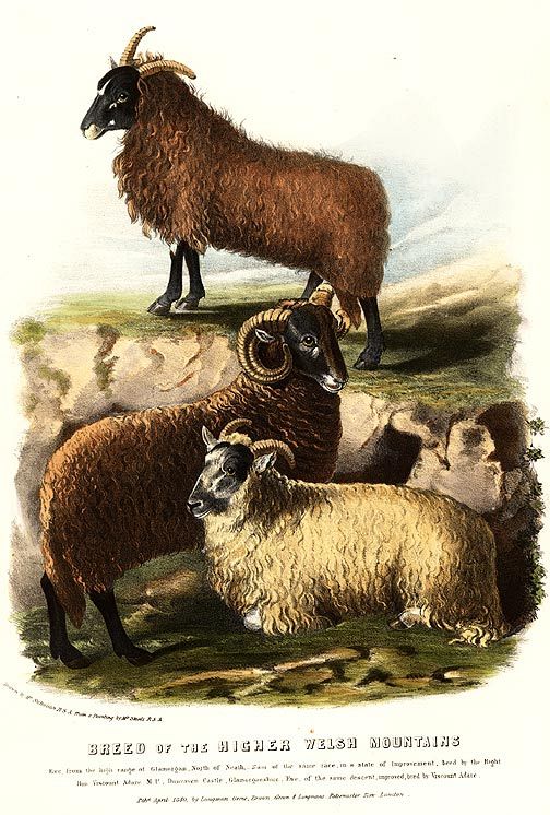 Low Welsh Mountain Sheep