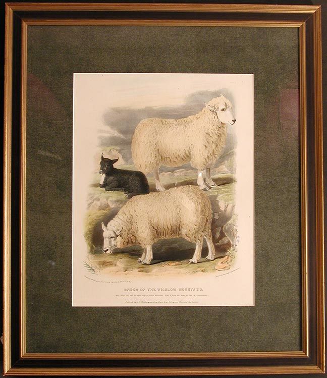 Low Wicklow Sheep Ireland