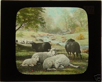 Magic Lantern Slide Sheep