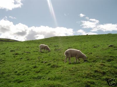 Malham North Yorks Sheep