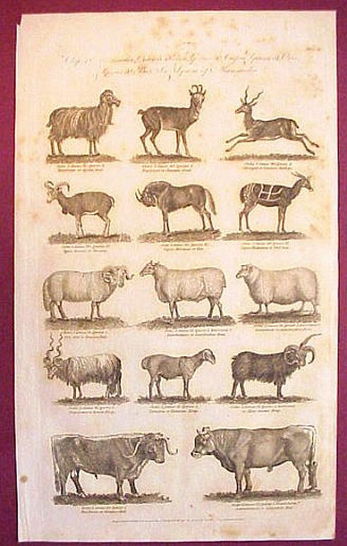 Mammalia Wood Cut 1780 Sheep Bulls