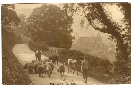 Man Herds Sheep and Cows in UK