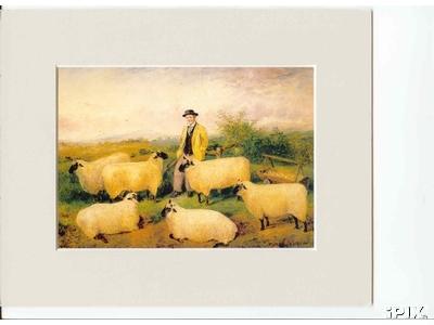 Man with Sheep