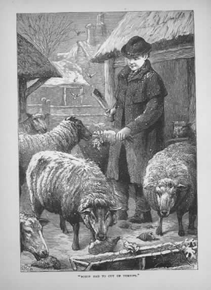 Man with Sheep and Turnips