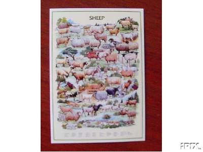 Many Sheep Poster
