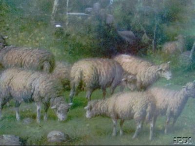 May Day Sheep